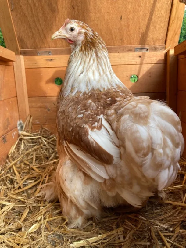 Gold And White Speckled Pekin Bantam