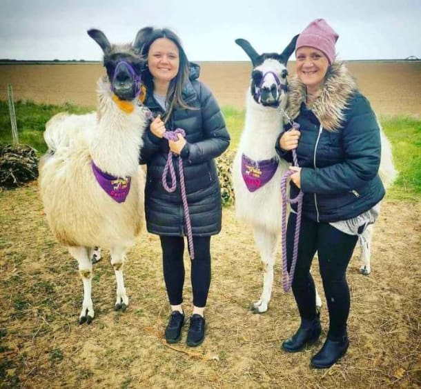 Llama And Alpaca Walk