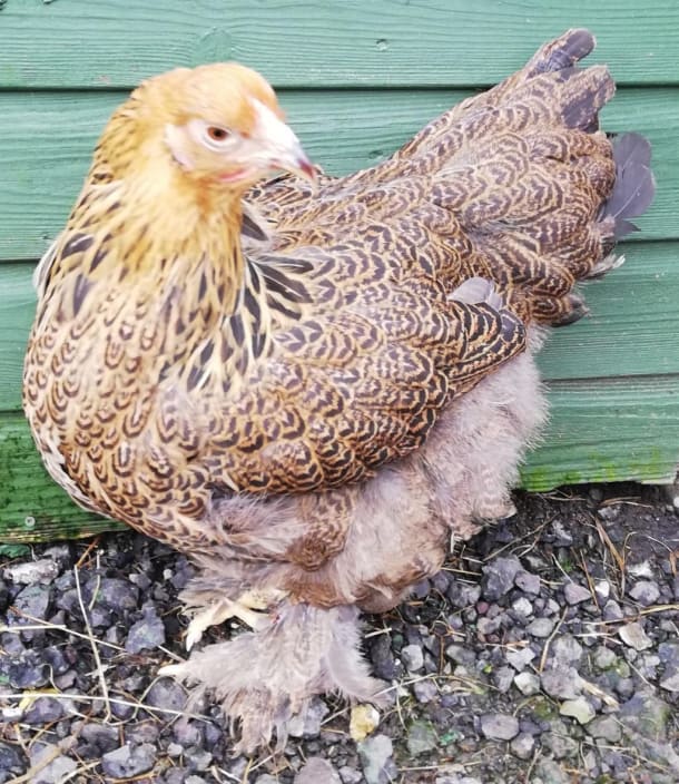 Gold Partridge Brahma