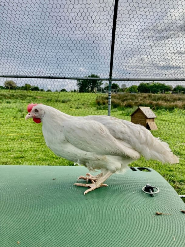 White Leghorn