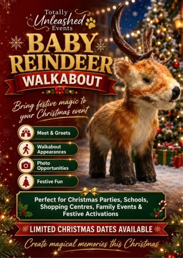 Baby Reindeer Walkabout