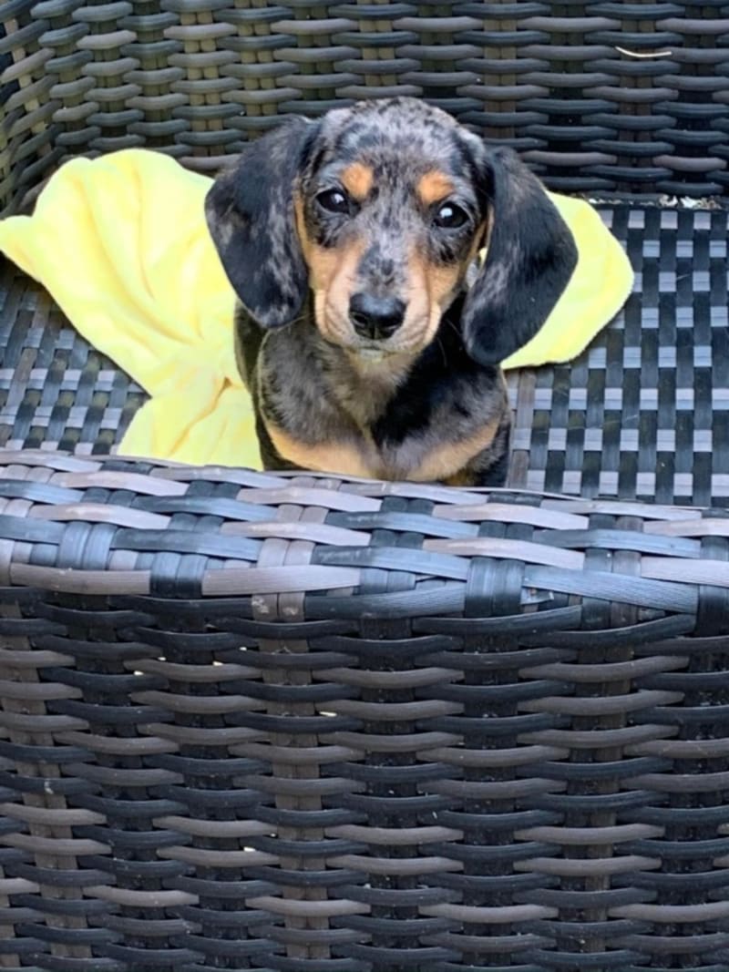 Therapy Dog Hourly Hire Ems Friendly Farm Southampton