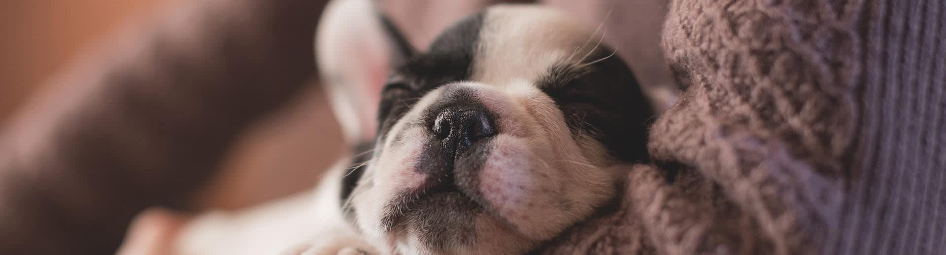 Home Cherished Pet Cremations Ltd Home Cherished Pet Cremations Ltd