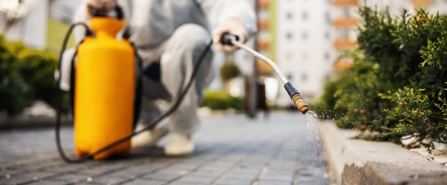 Cork Pest Control For Commercial And Domestic Properties