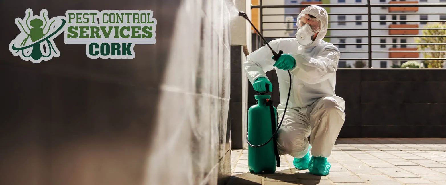Cork Pest Control For Commercial And Domestic Properties