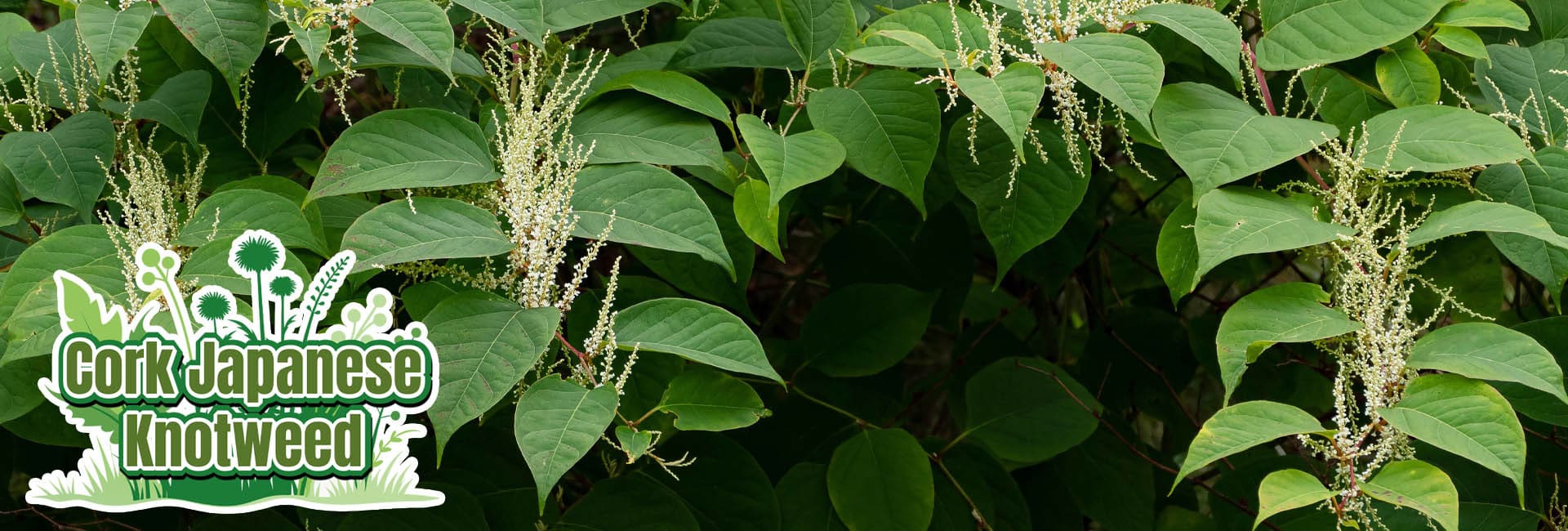 Cork Japanese Knotweed Removal