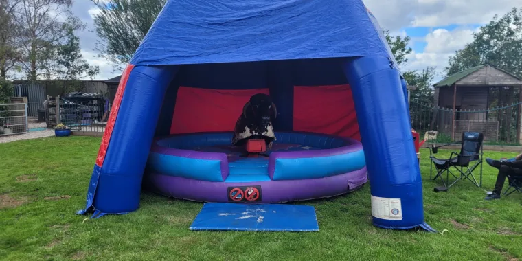 Why Mechanical Bulls Are So Popular For Parties