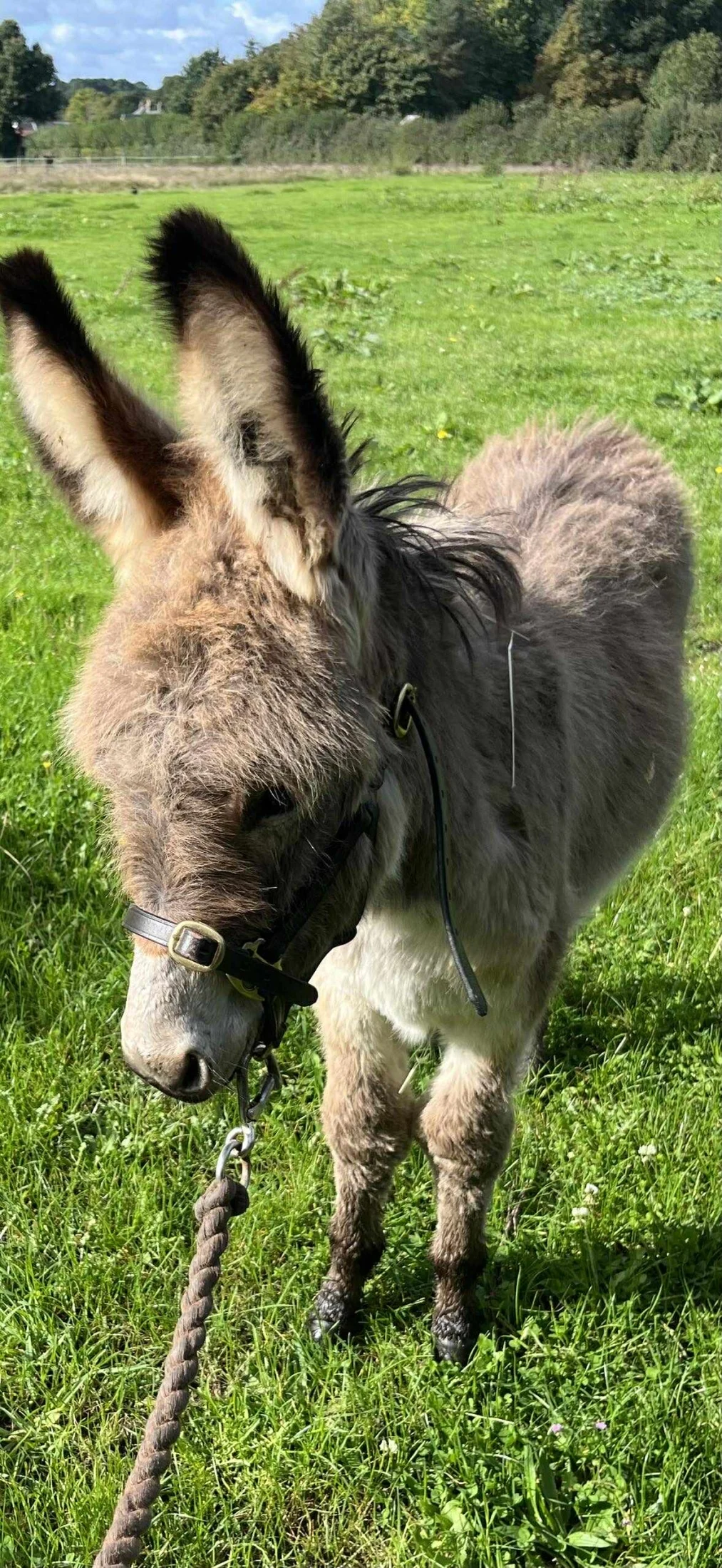 Donkey Rimi Donkey Visit | Ems Friendly Farm Southampton