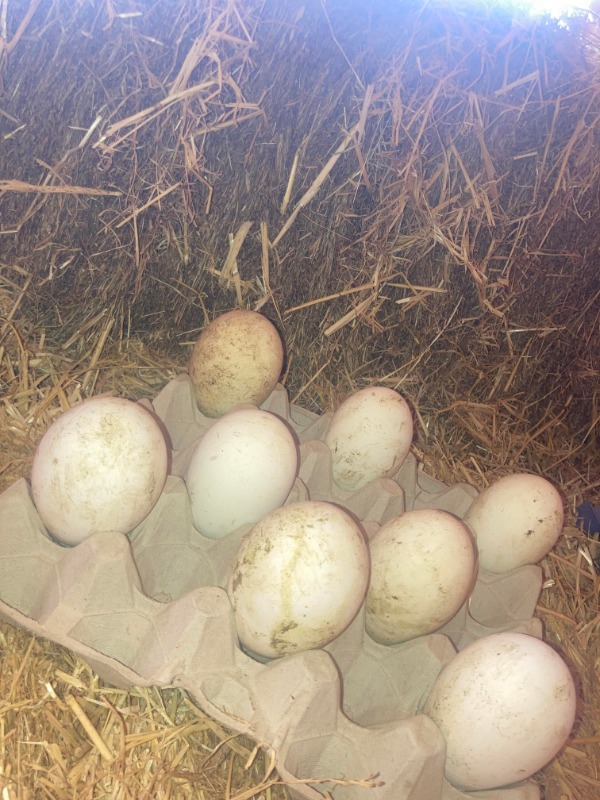 Goose Seasonal Free Range Eggs Winchester Poultry Farm & Livestock