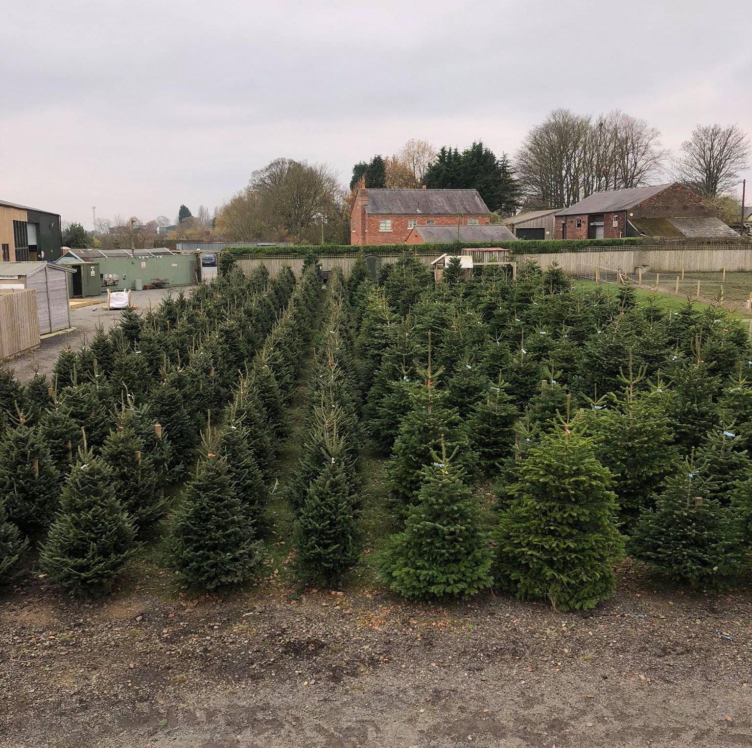 Christmas Trees 2019 Grange Farm Store At Grange Farm Logs we stock
