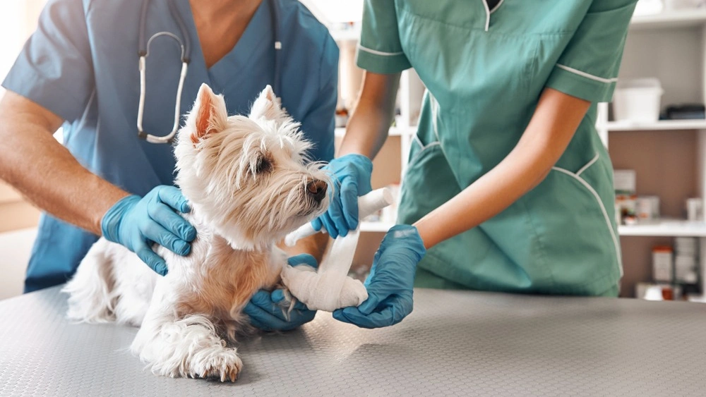 ¿Tenés una urgencia veterinaria?