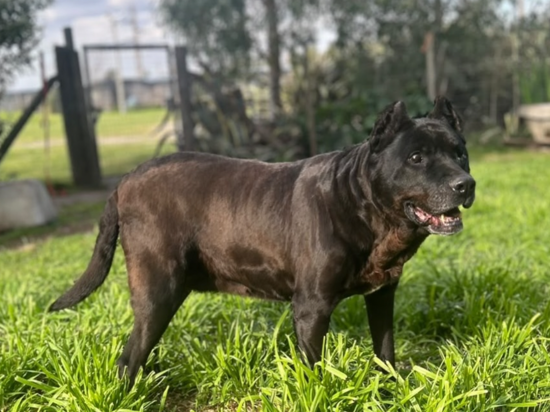 Pantera