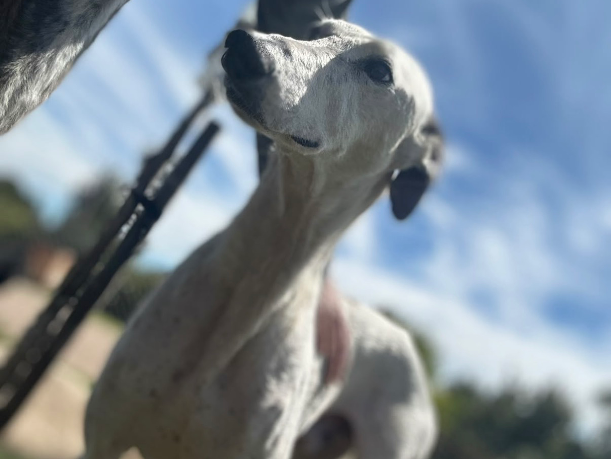 Ángel