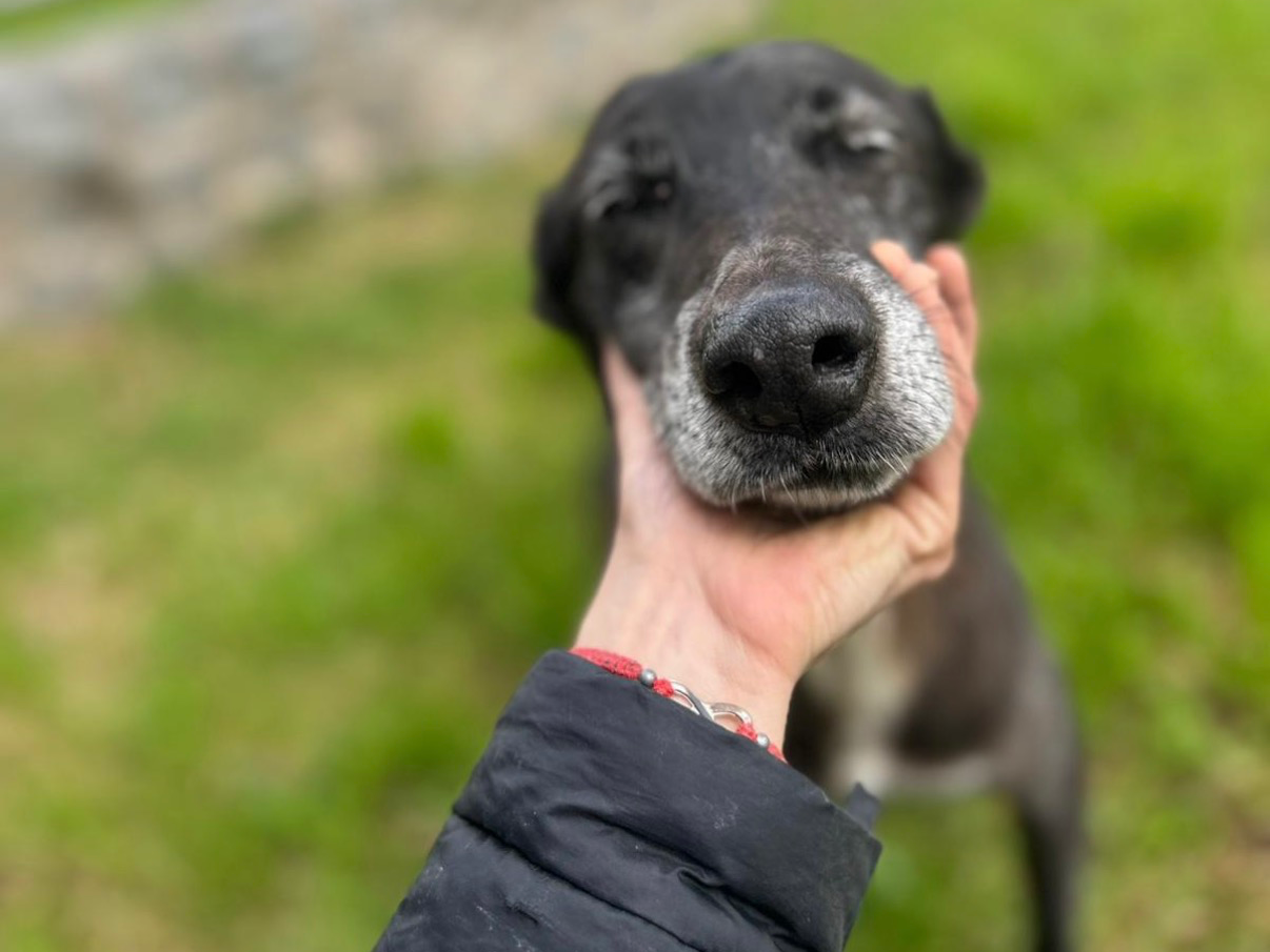 Tino