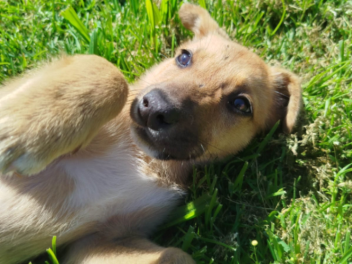 Cachorrita