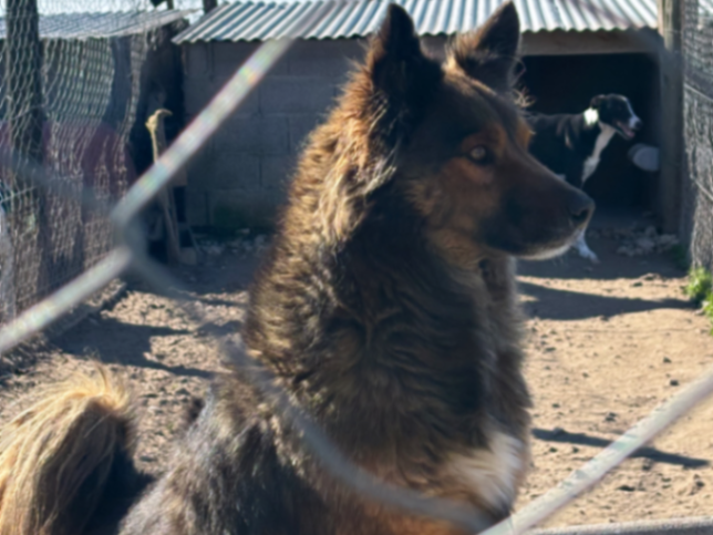 Zorrito