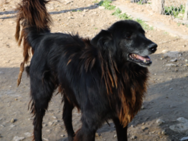 Casique