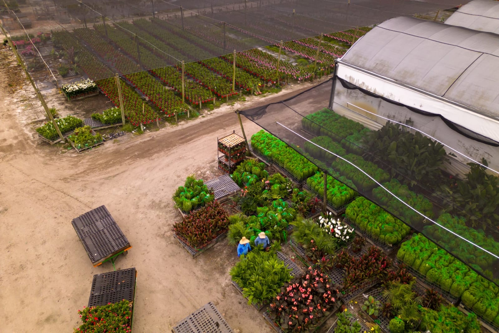 Florida farm with crops and livestock protected by farm liability insurance from Tammy Insurance Agency in Miami