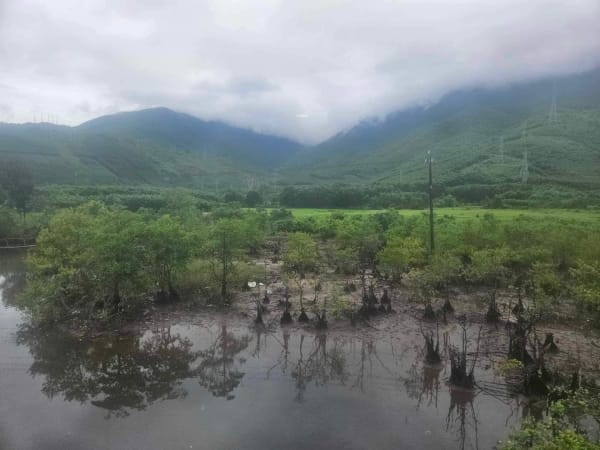 Swamp