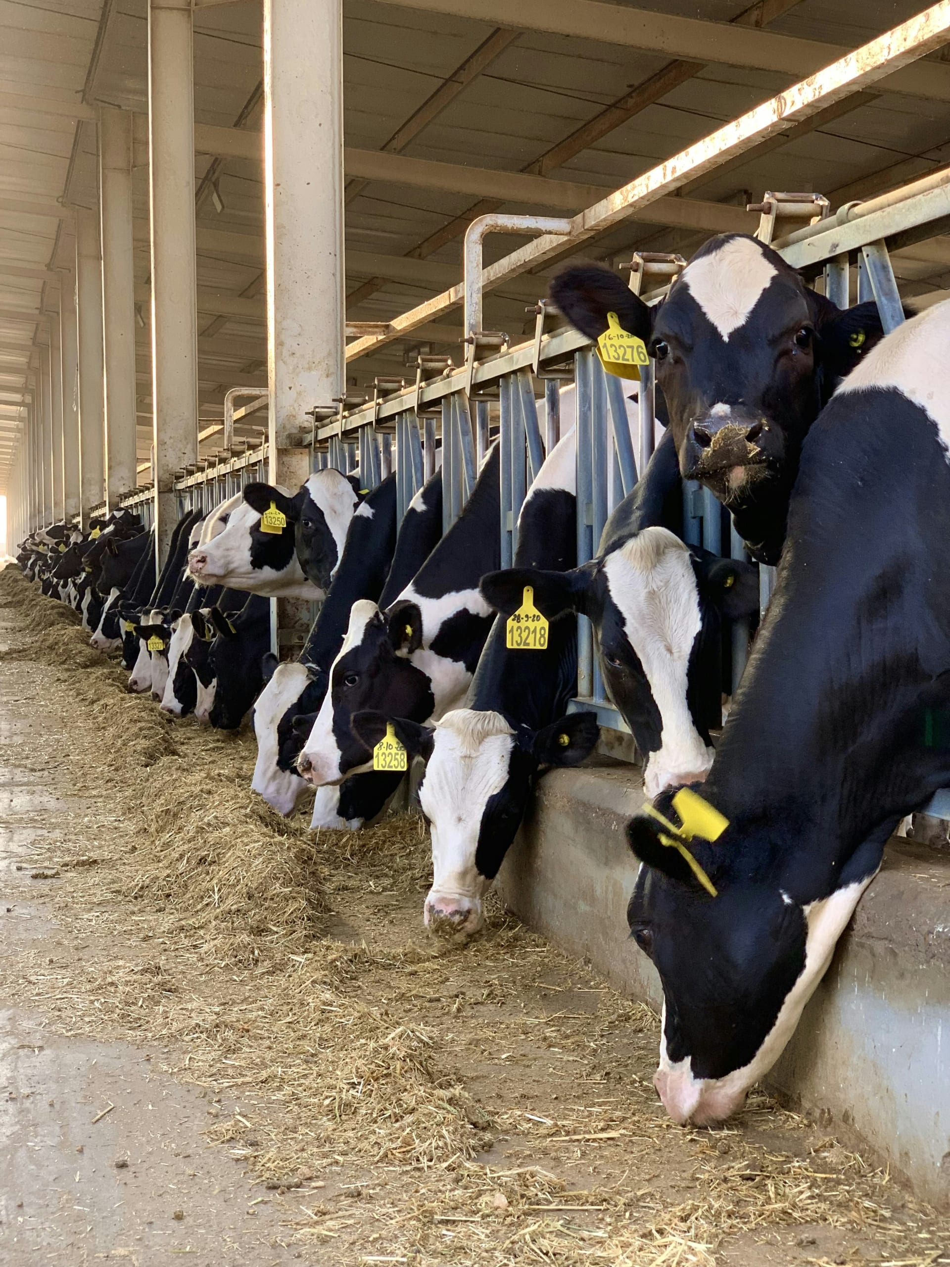 Dairy Housing Facility