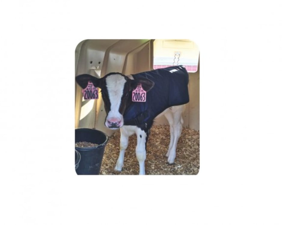 Calf Jackets, view 1