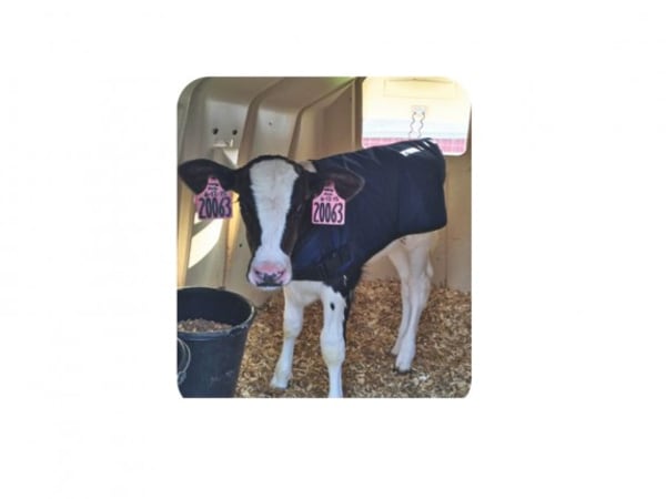 Calf Jackets