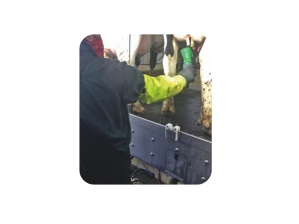Hygiene Gloves