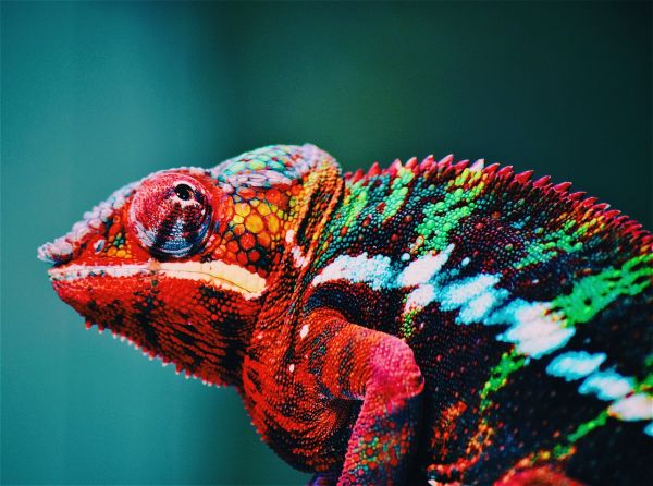 A bright red and green colored chamelion