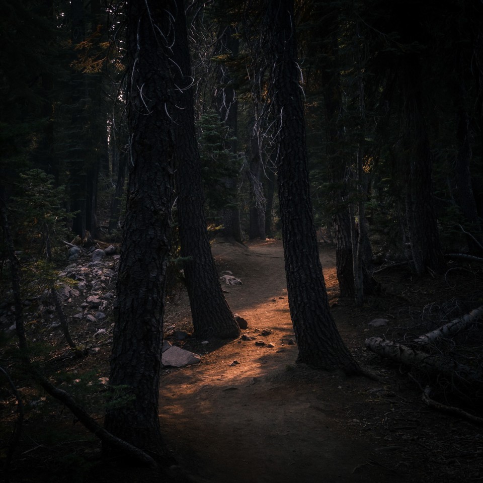Old growth red firs in Lassen Volcanic National Park.