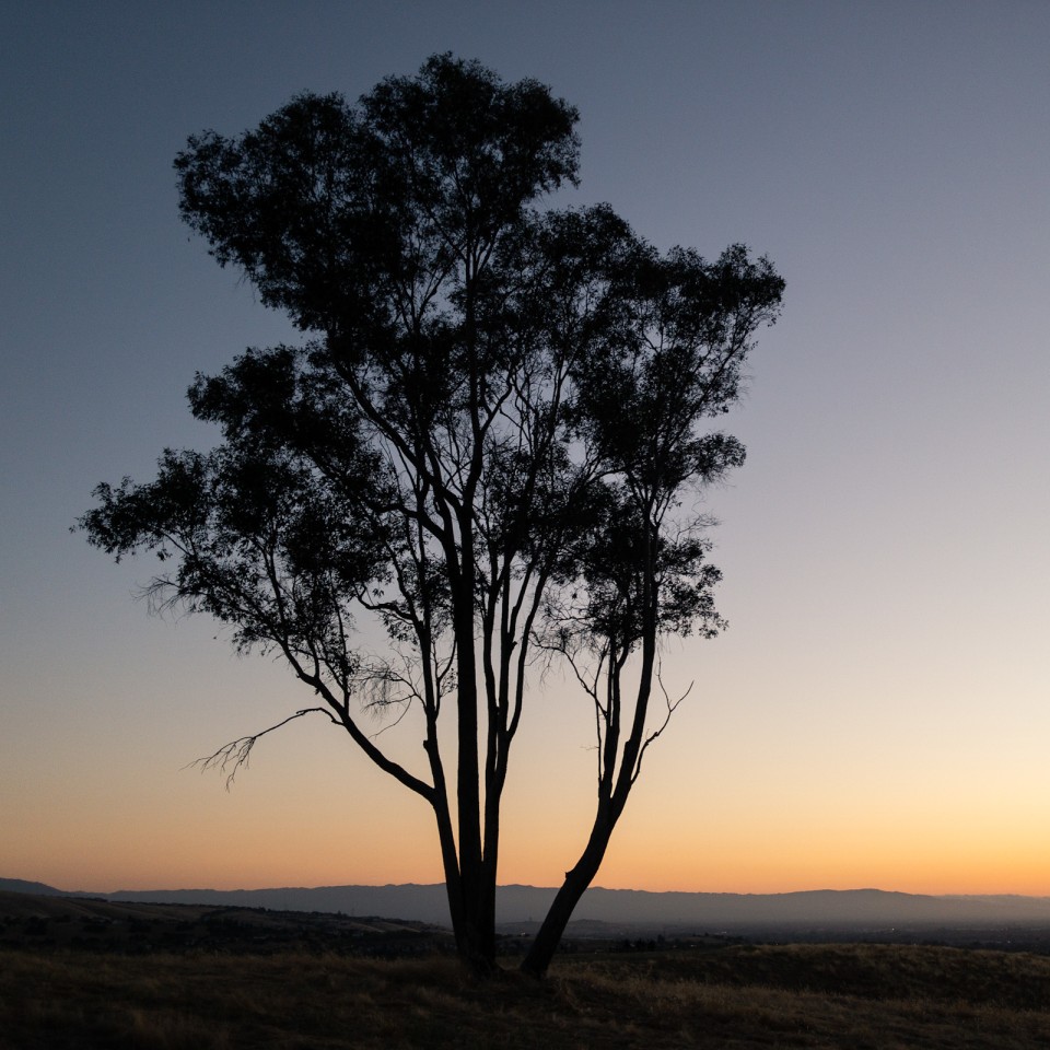 Silhouette of a tree standing on a hill at Dusk in San Jose, California.