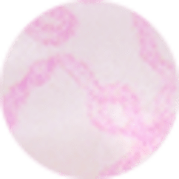 Posey Pink Luna Rosa Bow Illusion