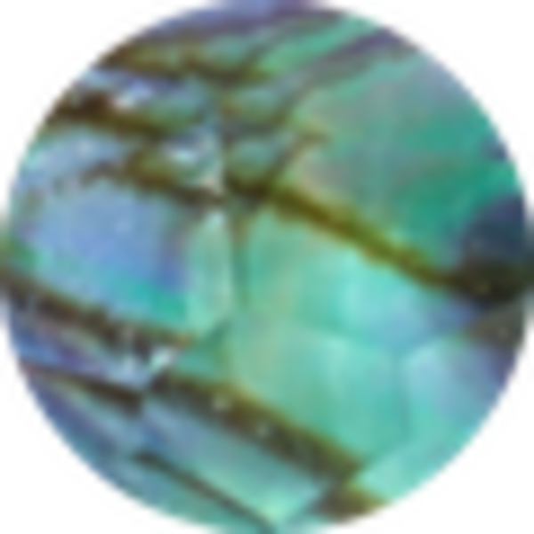 Abalone Shell