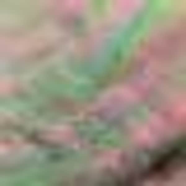 Black Mother-of-Pearl