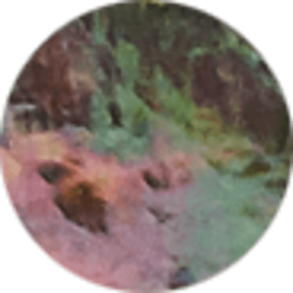 Black Mother-of-Pearl