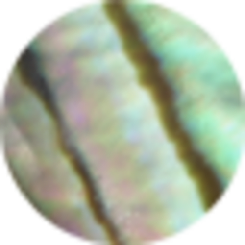 Abalone Shell