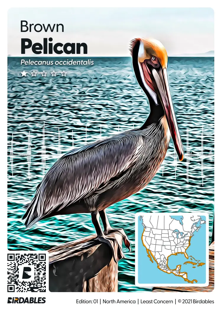 Brown Pelican Card