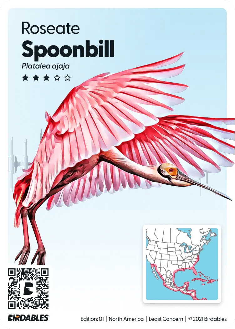 Roseate Spoonbill Card