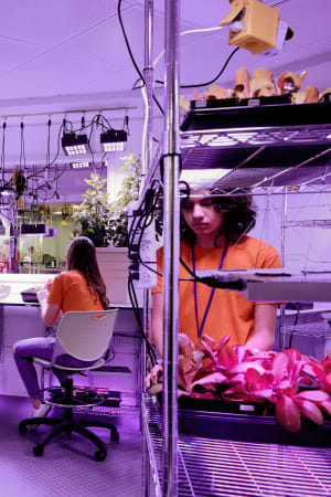 Students working in the botany lab