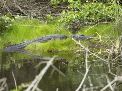 Alligator in a swamp