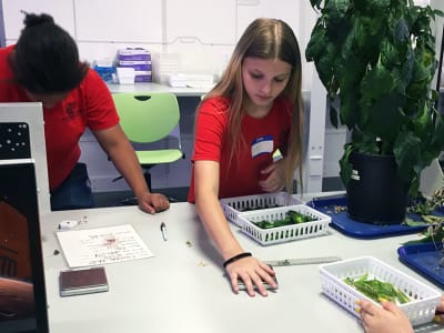 Student weighing plants in a lab