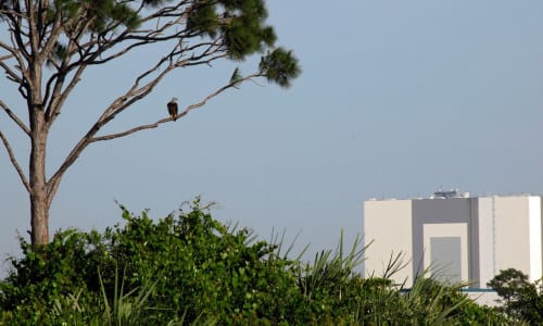 An American bald eagle perched on a pine tree branch in front of the Vehicle Assembly Building at Kennedy Space Center.