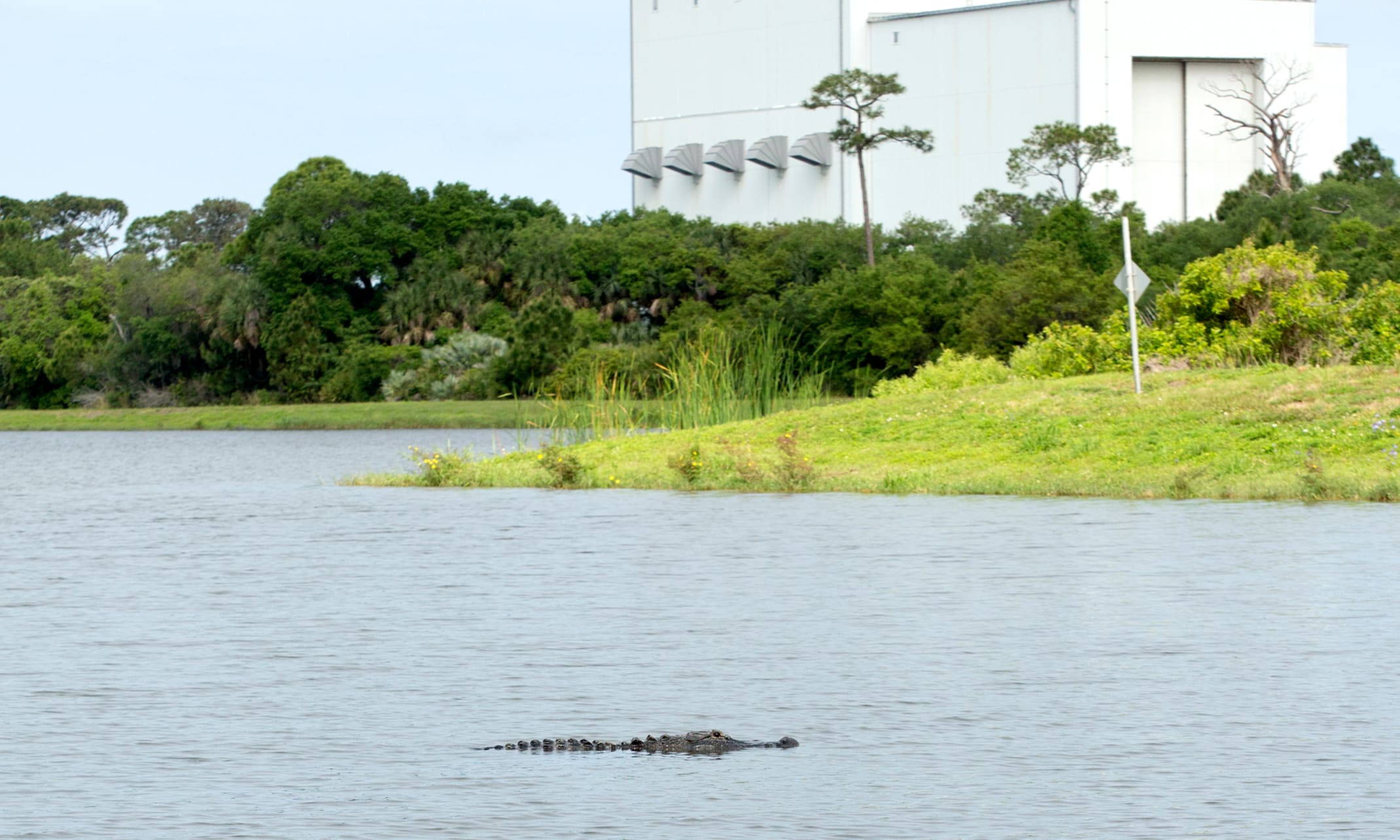 Alligator in the wild