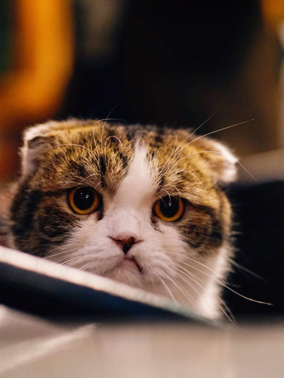 brown and white cat in shallow focus shot