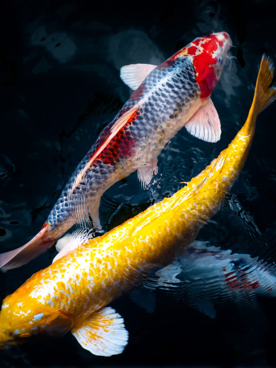 yellow and black fish in water