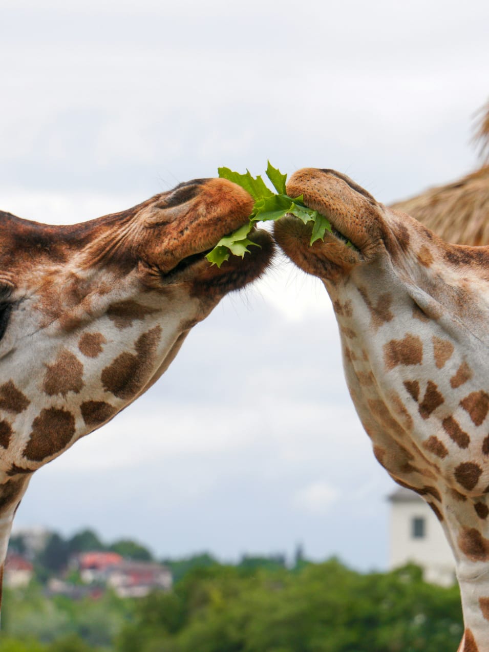 Giraffes eating leaves from a tree