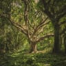 Classes, Complexity, and Functional Programming