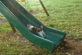 a dog trying to climb a slider but failing