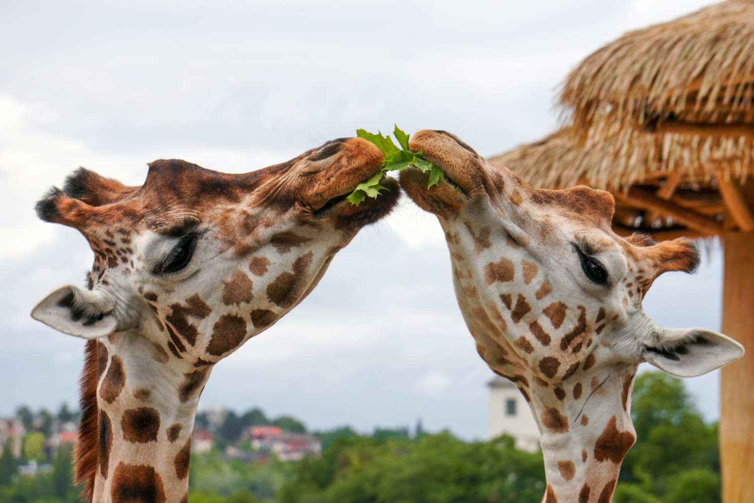 Giraffes eating leaves from a tree