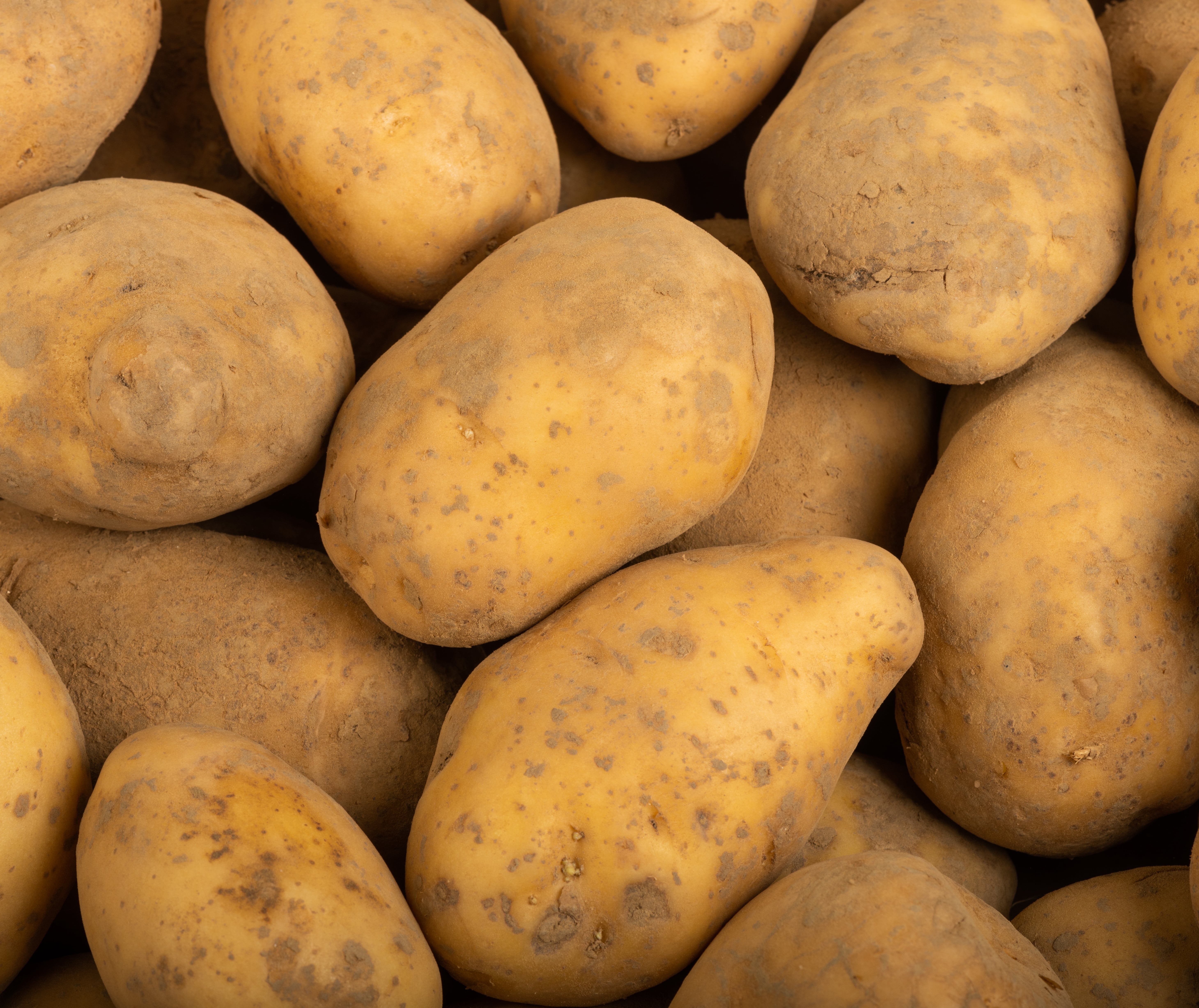 Pommes de terre de consommation non lavées PETIT PRIX