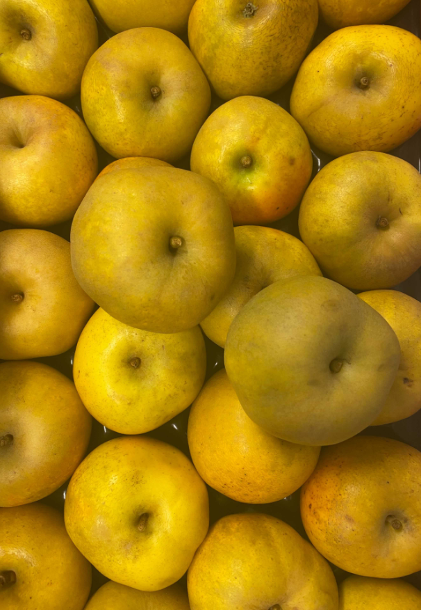 Pommes de Béceleuf  Producteur de variété Clochard